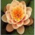 squarelotus